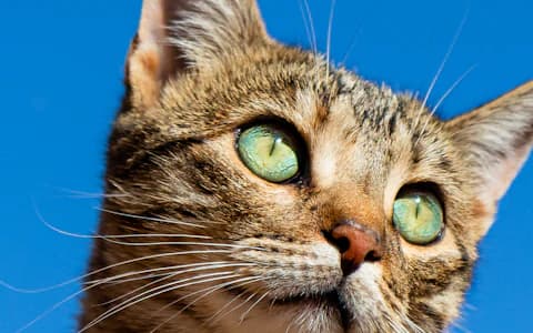 Primer plano de una gata atigrada, foto enviada por el tutor