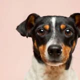 Simón, perro tricolor